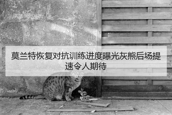 莫兰特恢复对抗训练进度曝光灰熊后场提速令人期待